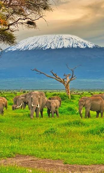 Amboseli — elephants with Kilimanjaro backdrop